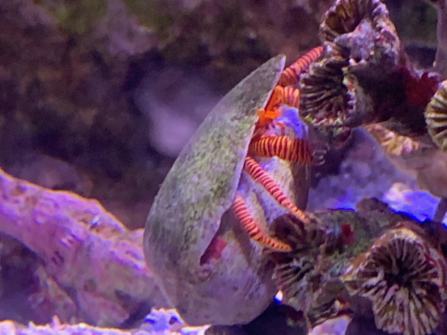 Halloween Hermit Crab (Ciliopagurus strigatus)