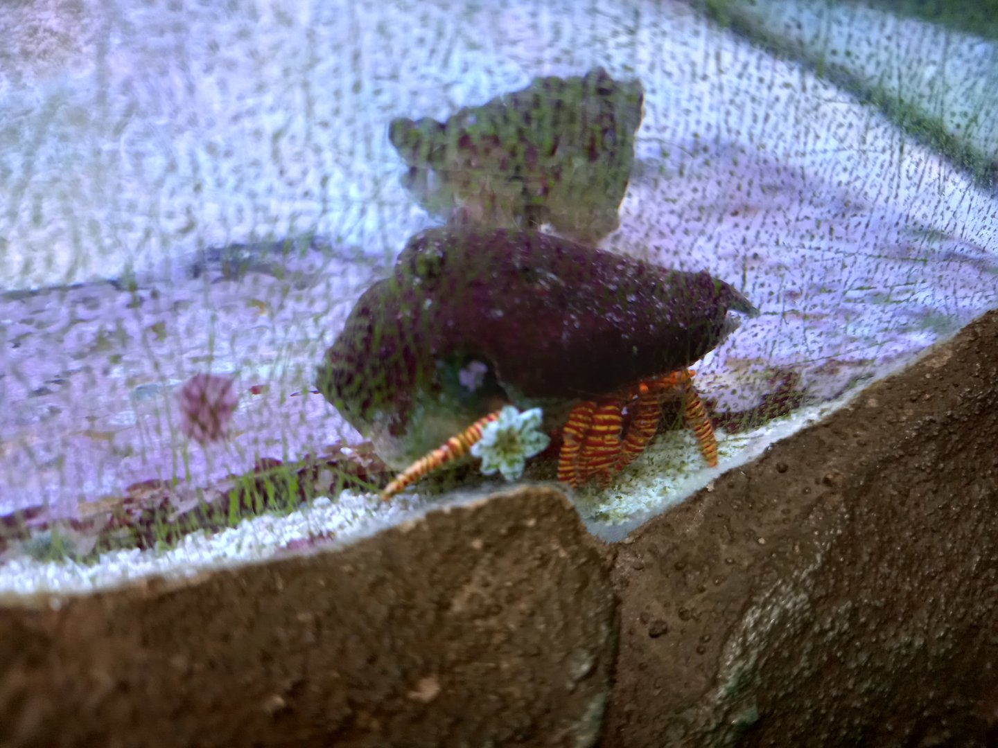 Halloween Hermit Crab