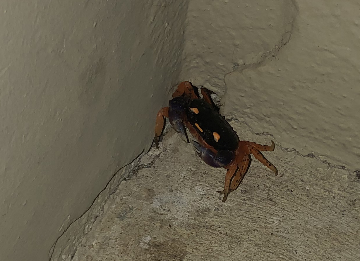 Halloween Land Crab - Apr 2019