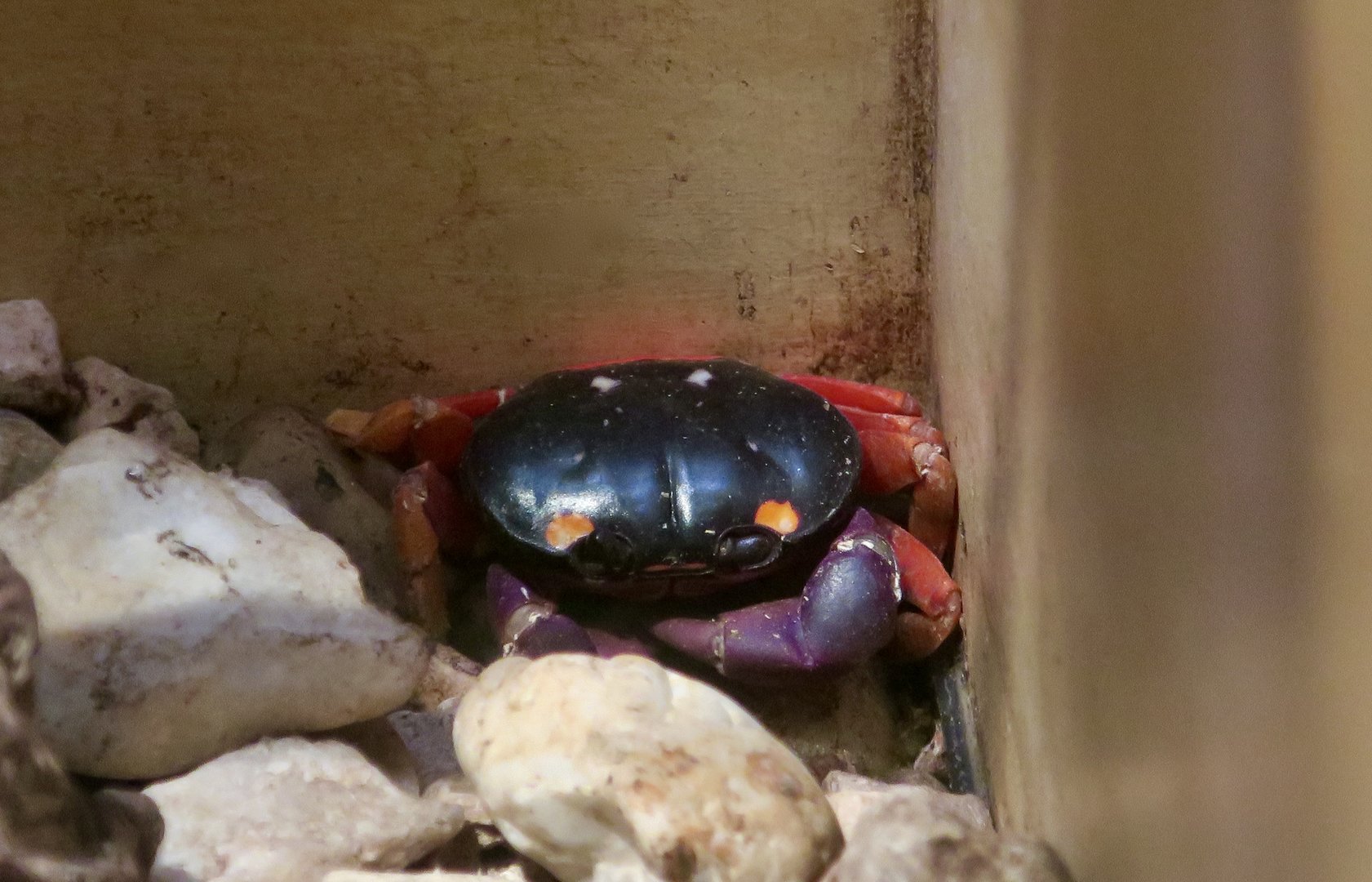 Halloween Moon Crab (Gecarcinus quadratus)