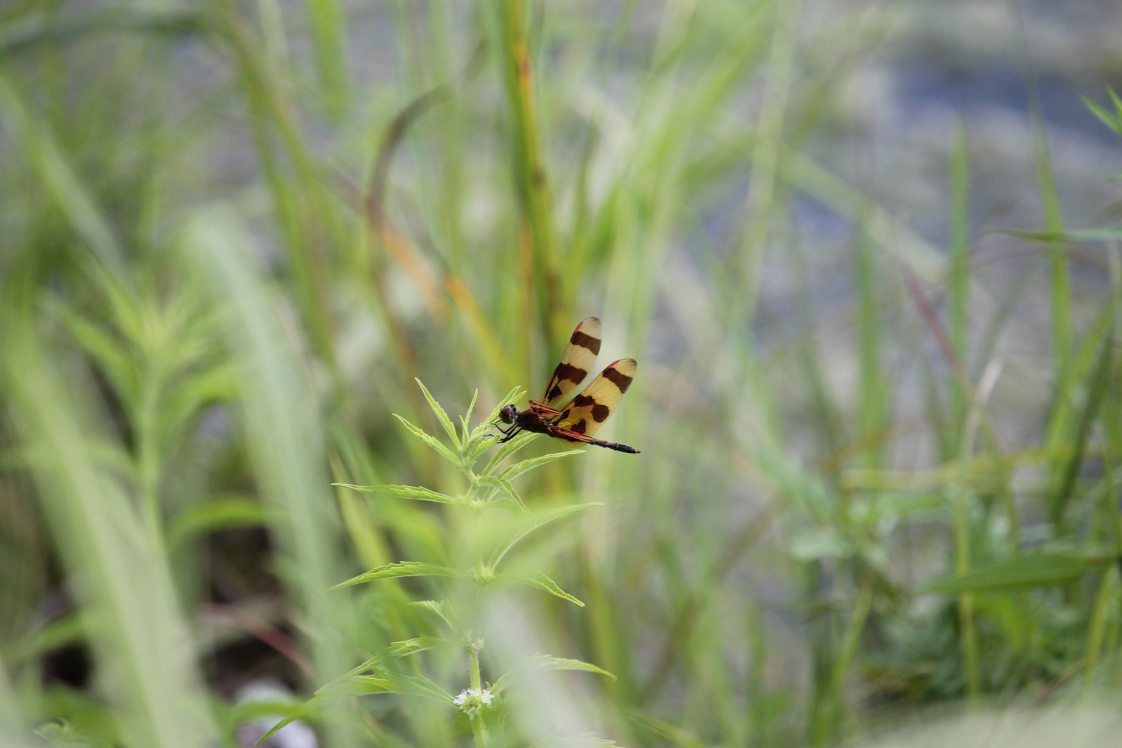 Halloween pennant (Celithemis eponina)