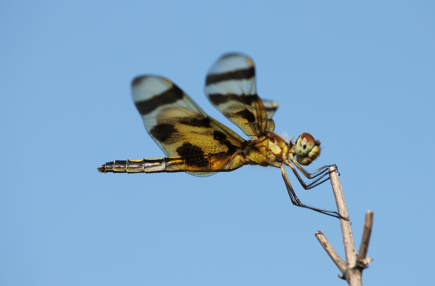 Halloween Pennant (Celithemis eponina)