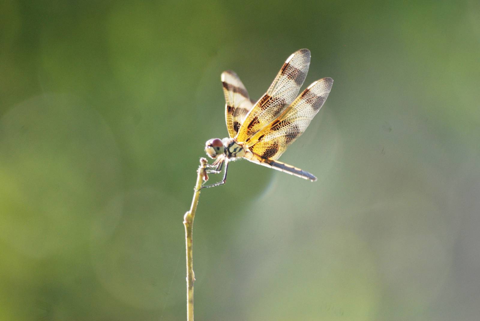 Hallowe'en Pennant, Western Everglades/Big Cypress, October 2013