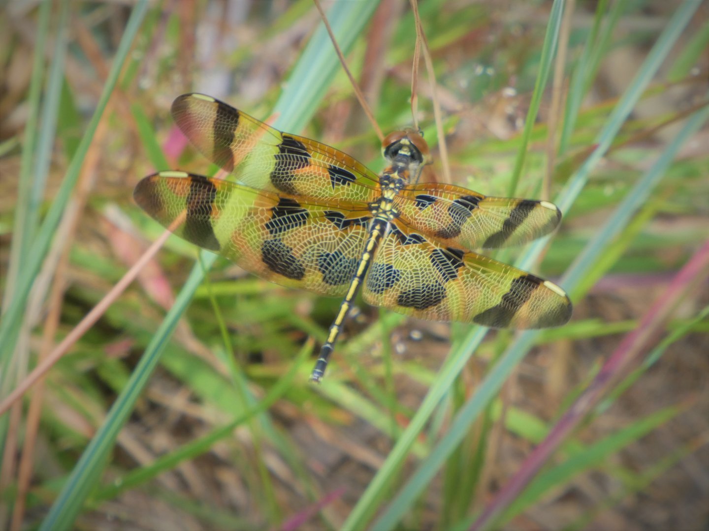 Halloween Pennant