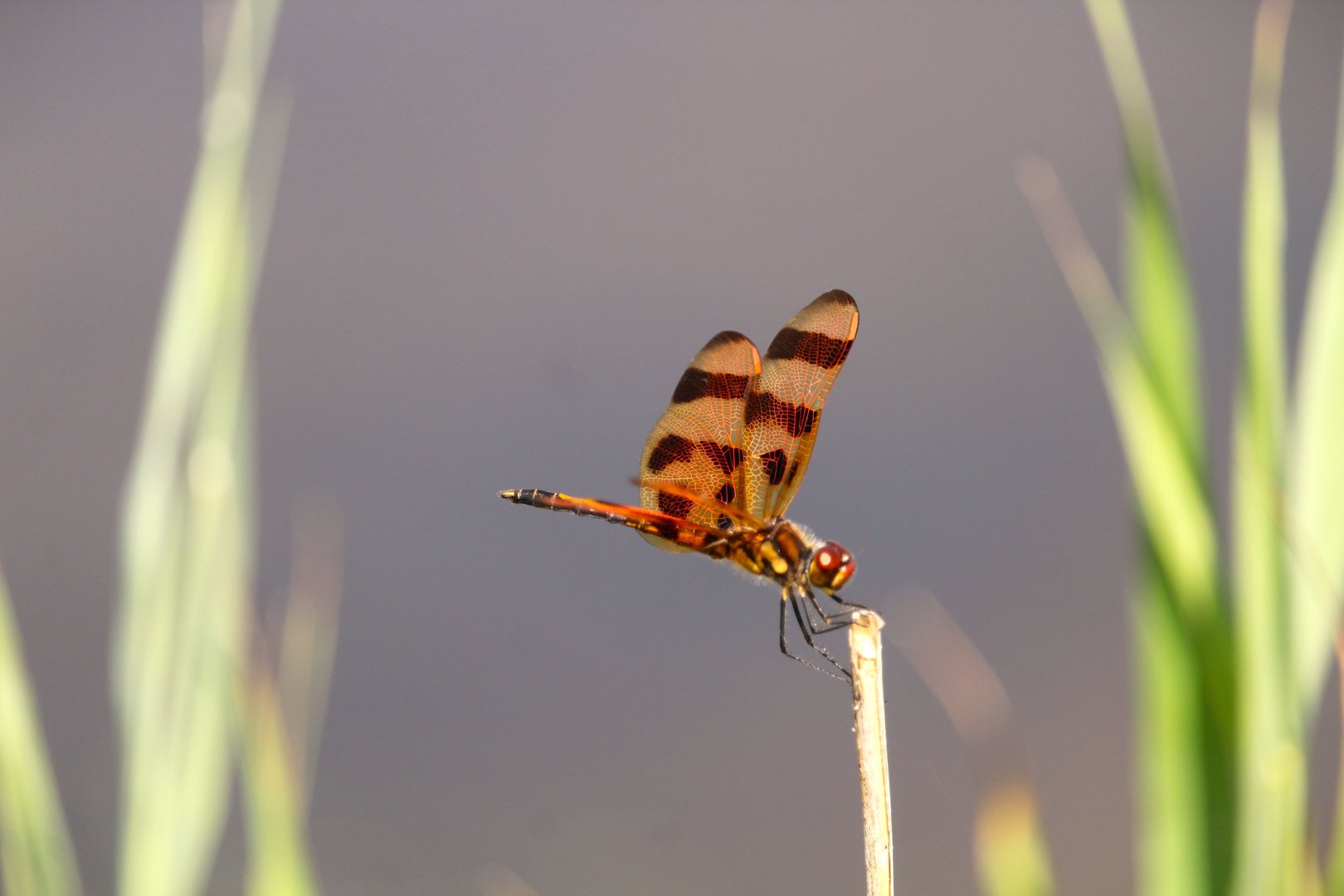 Halloween Pennant