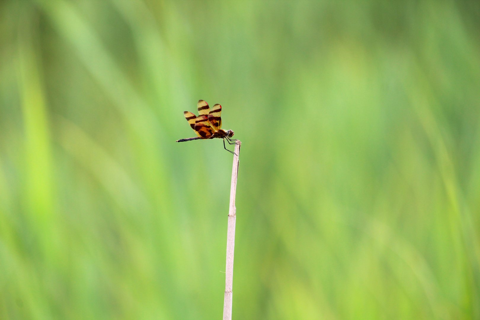 Halloween Pennant