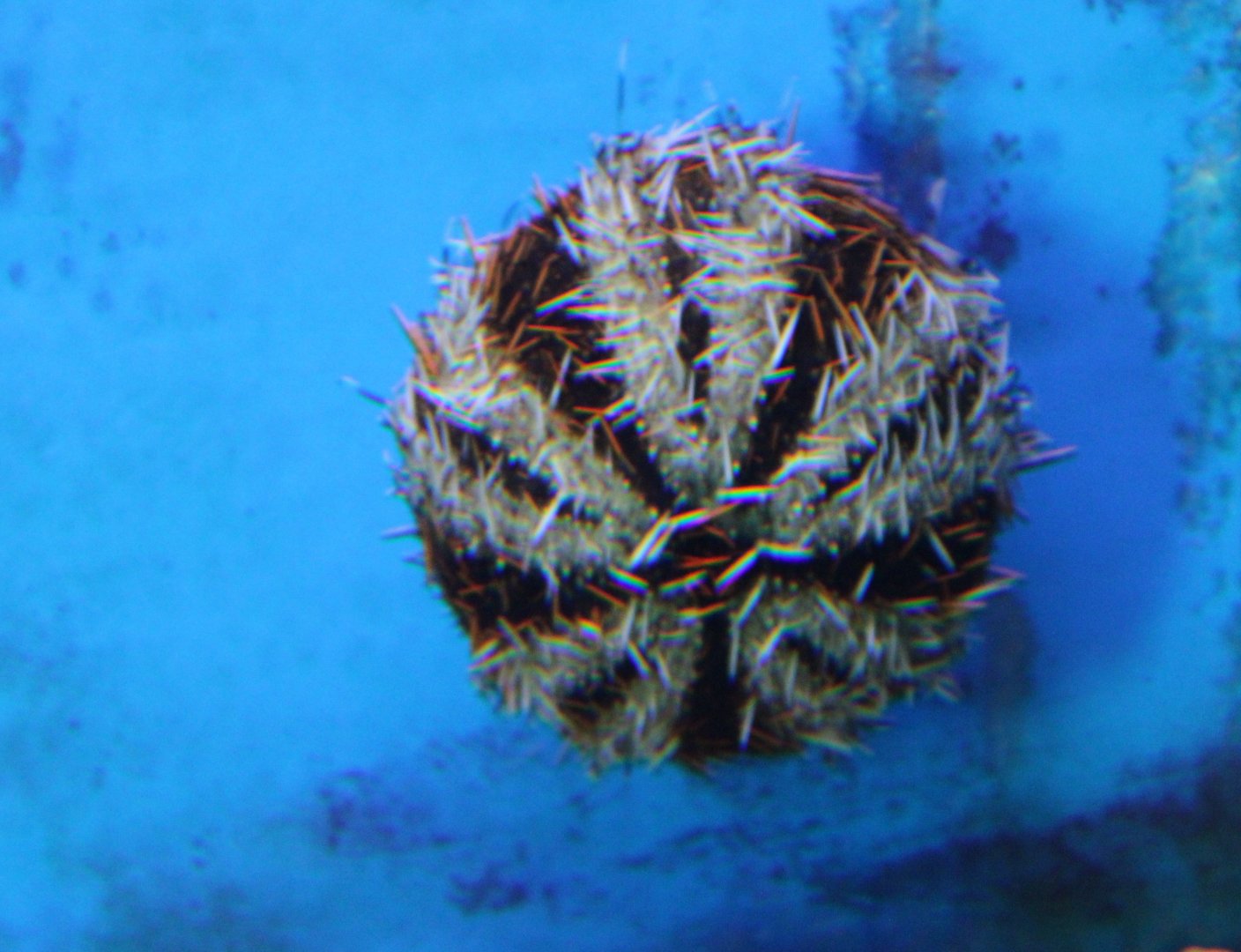 Halloween Urchin (Tripneustes gratilla)