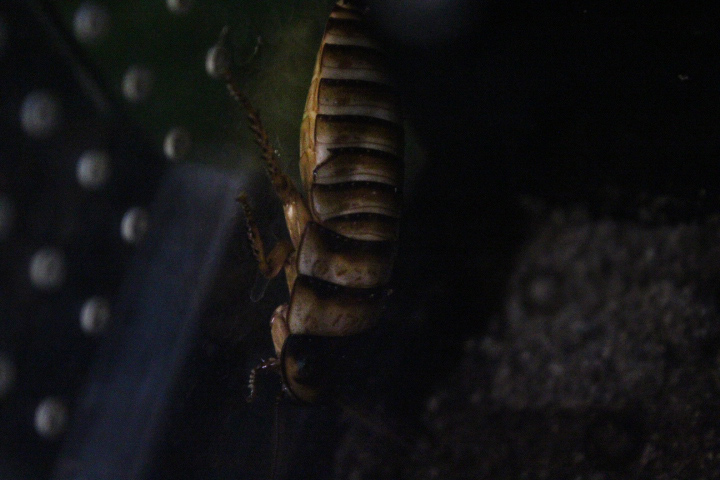 Hallowen hisser (Elliptorhina javanica) - Aviary Park