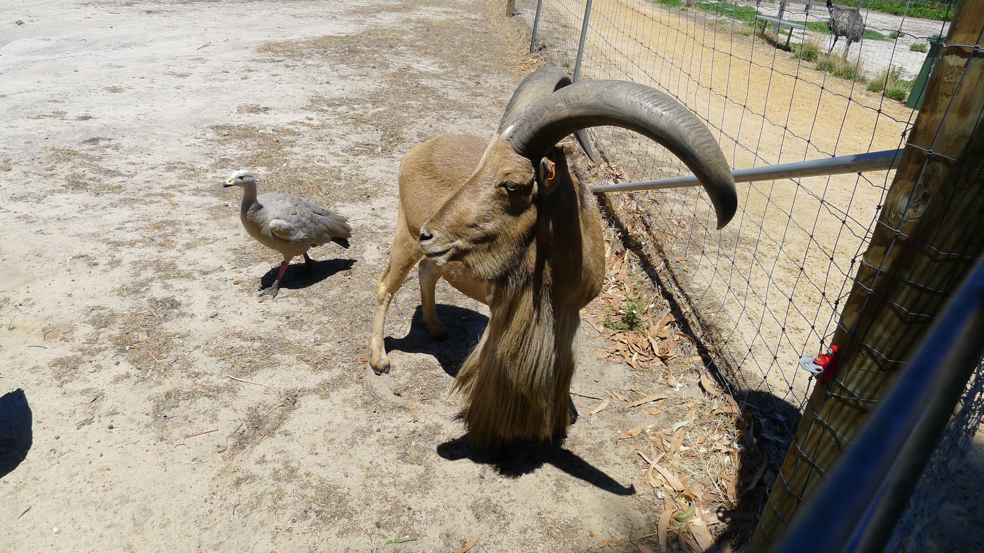 Halls Gap Zoo - Barbary Ram