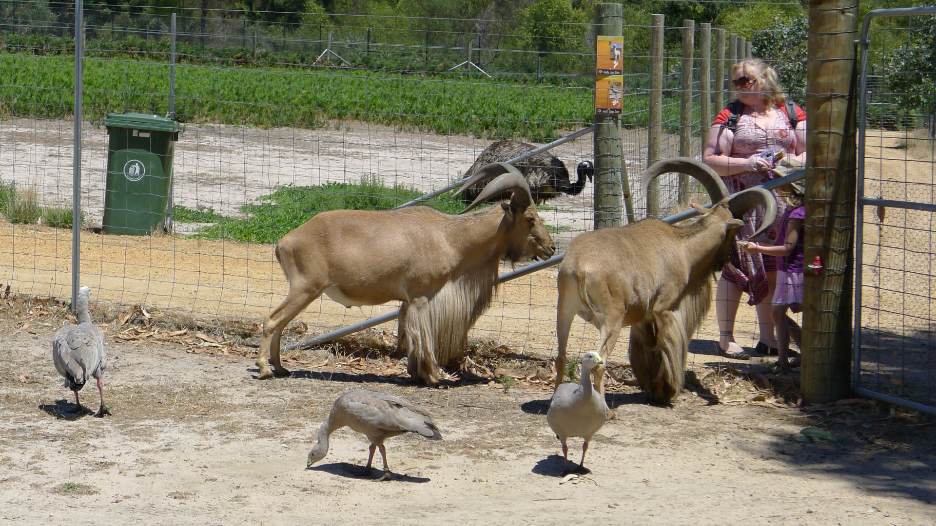 Halls Gap Zoo = Barbary Sheep