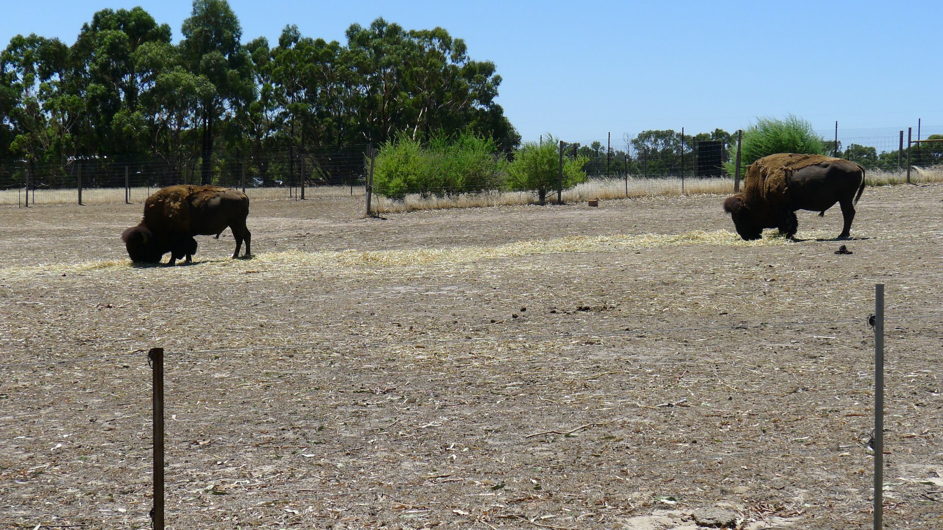 Halls Gap Zoo - Bison