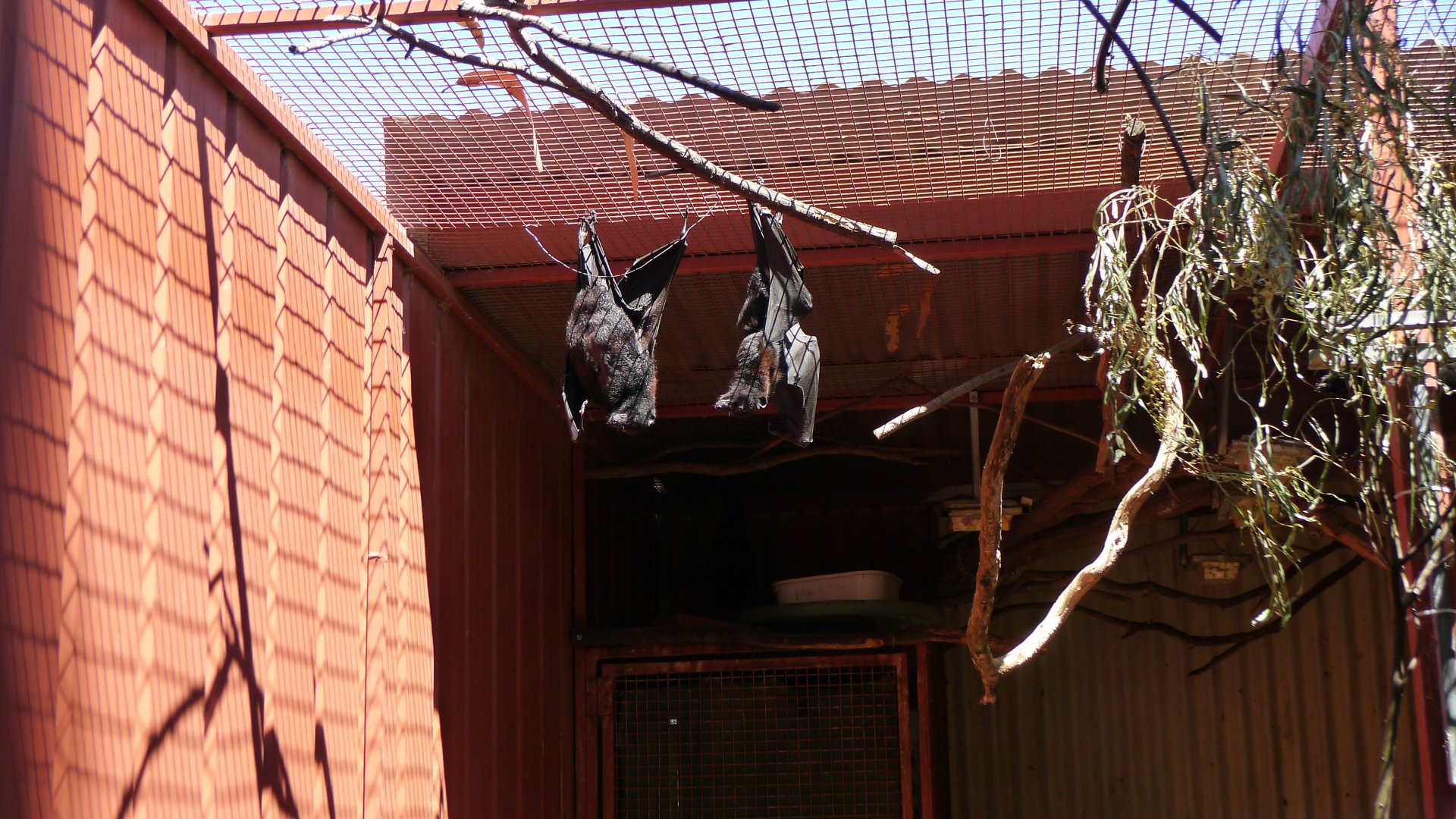 Halls Gap Zoo - Black Flying Foxes