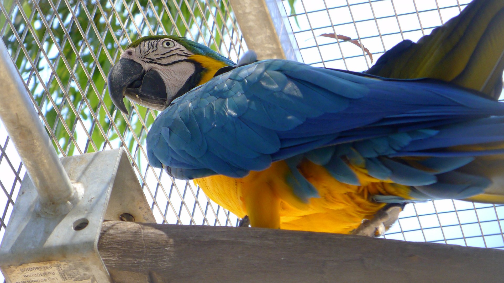 Halls Gap Zoo - Blue and Gold Macaw
