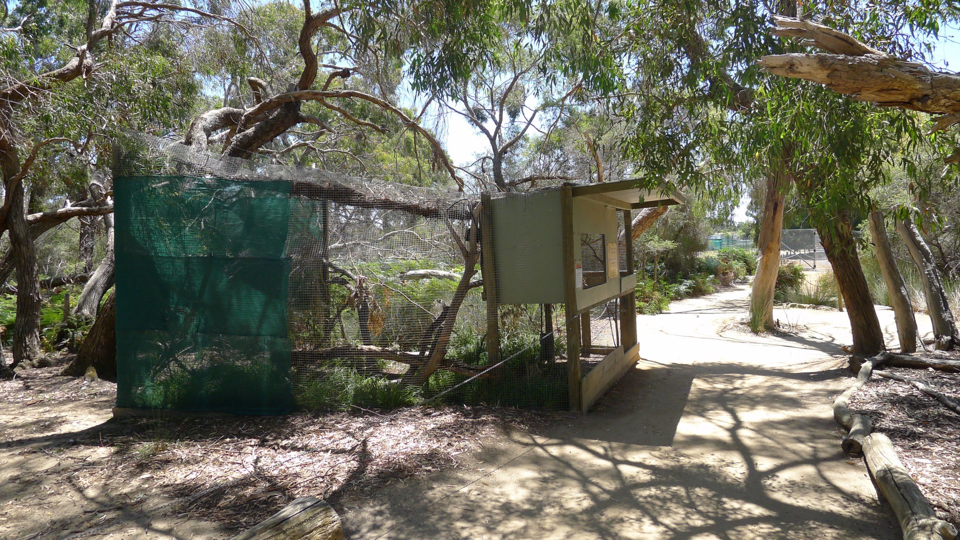 Halls Gap Zoo - Blue winged Kokkaburra avairy