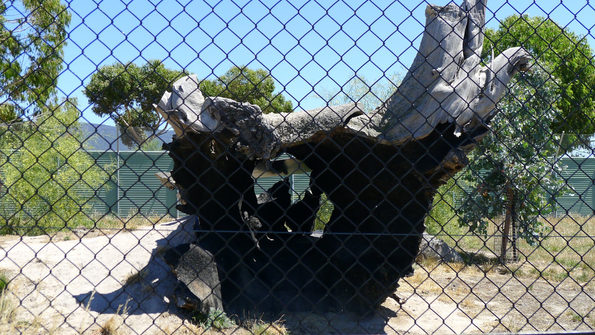 Halls Gap Zoo - Cheeta climbing log