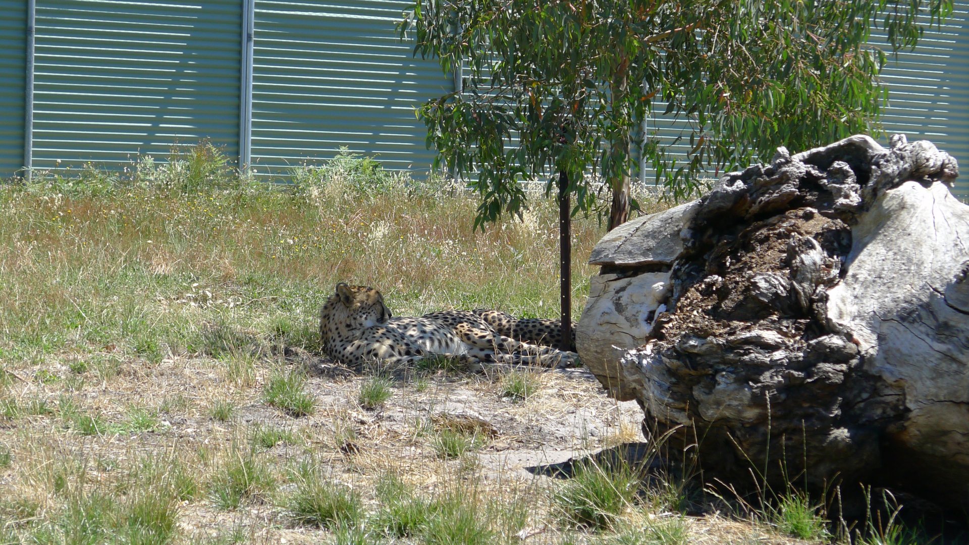 Halls Gap Zoo - Cheeta