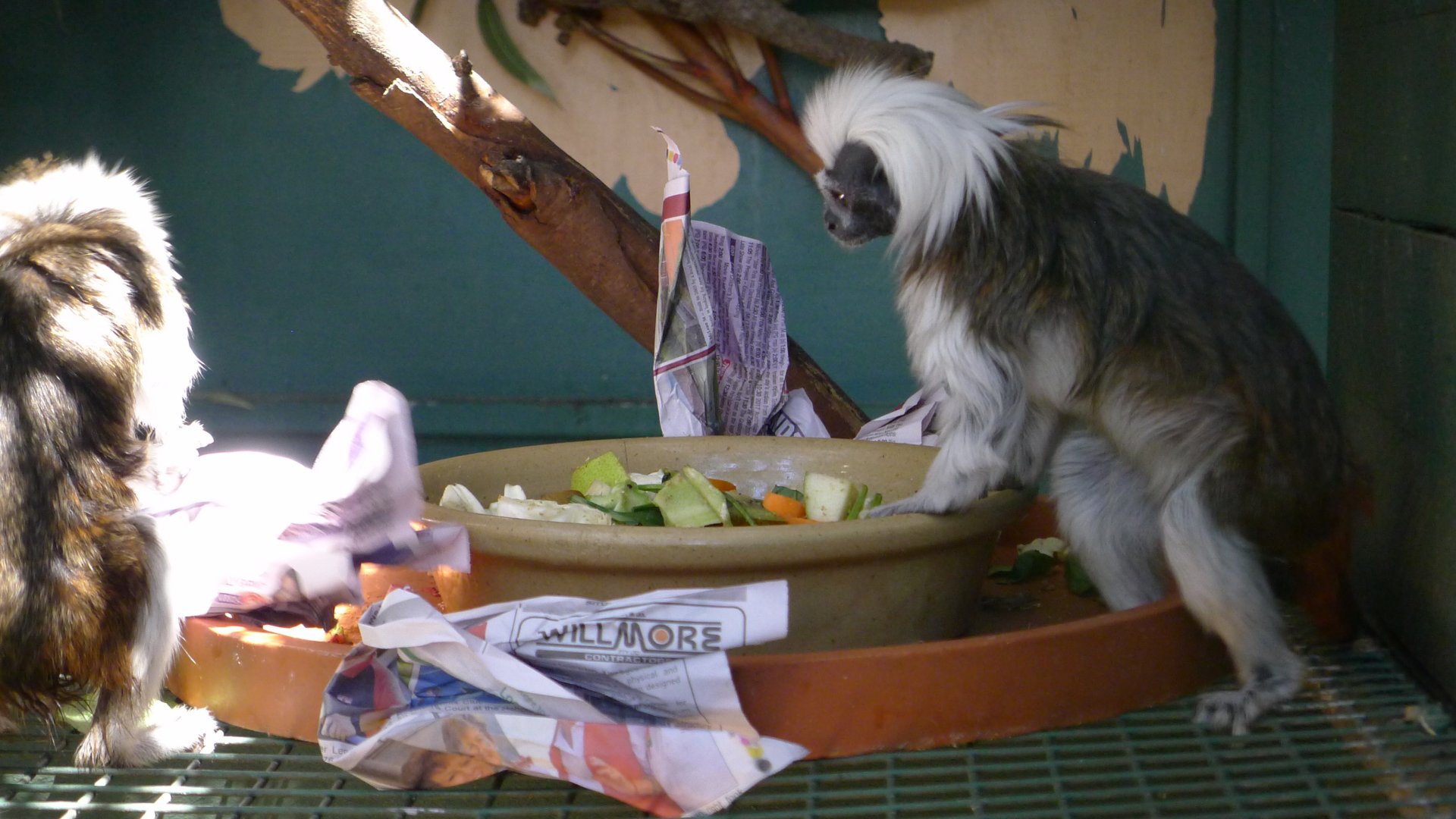 Halls Gap Zoo - Cotton top marmoset