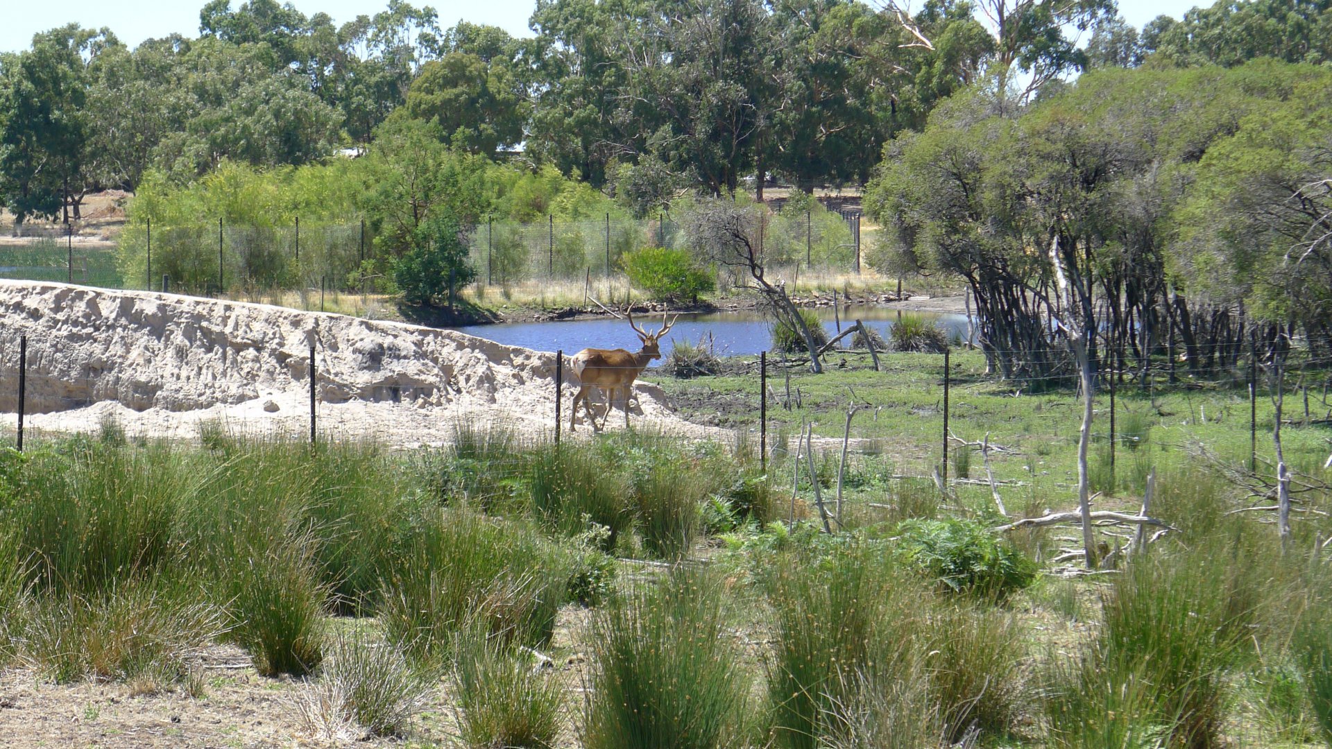 Halls Gap Zoo - Elk stag