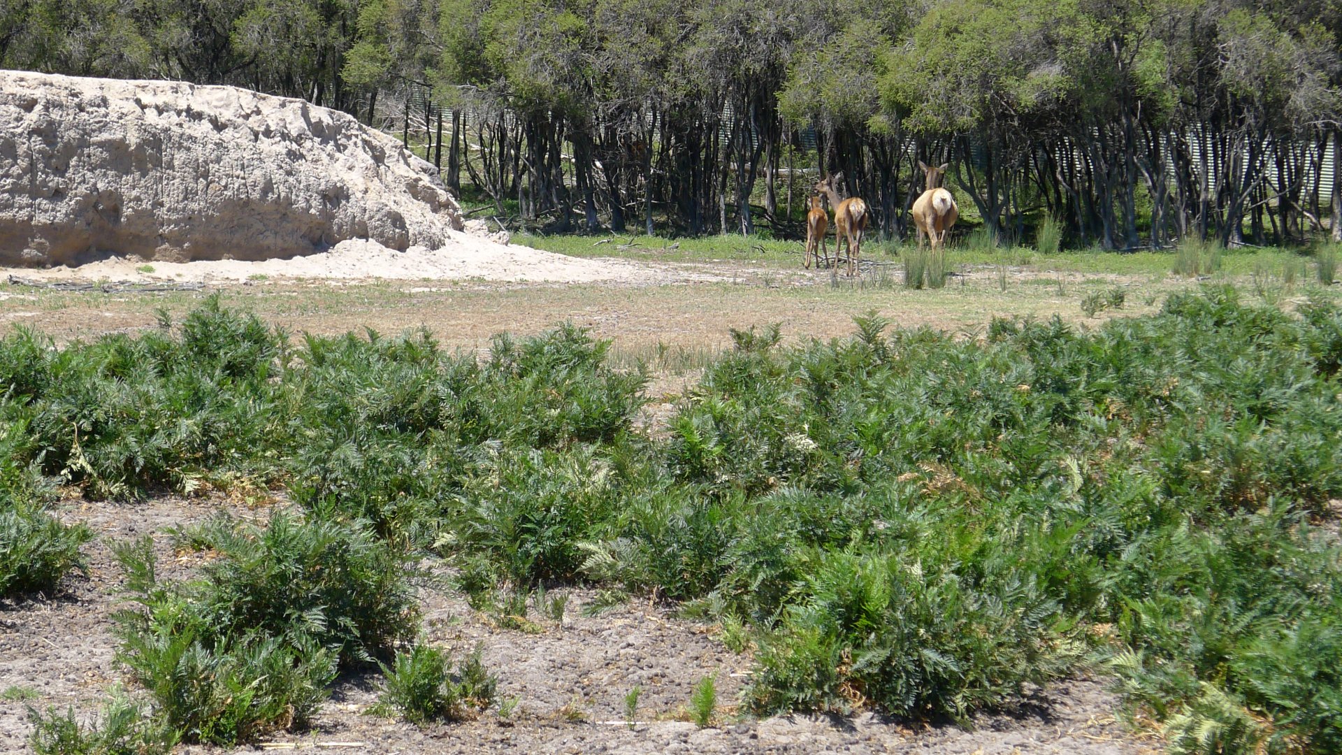 Halls Gap Zoo - Elk