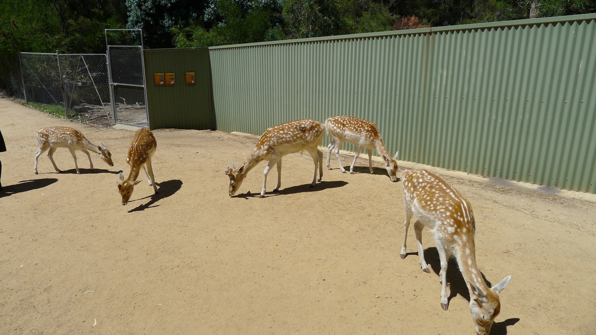 Halls Gap Zoo - Fallow deer
