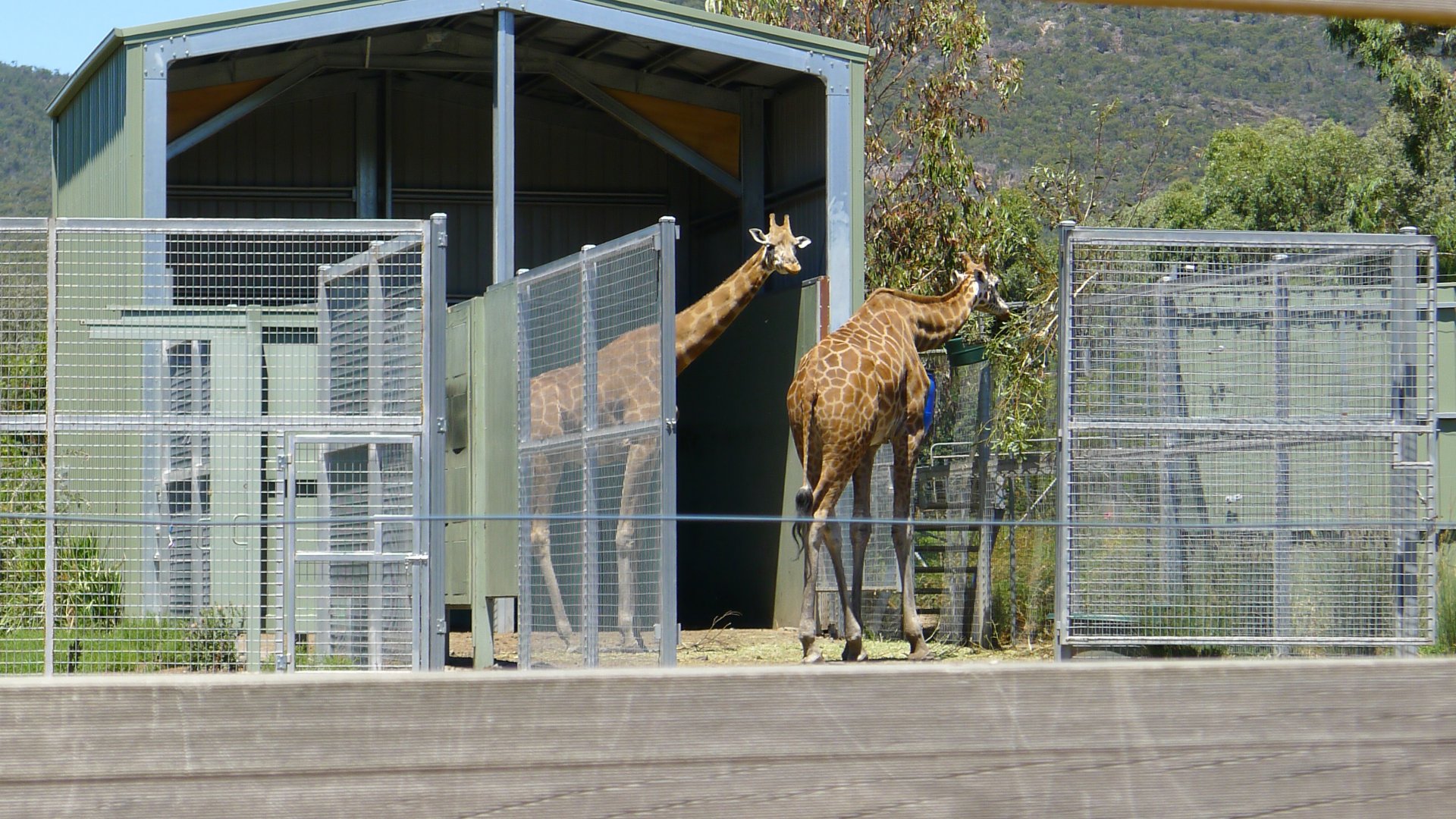Halls Gap Zoo - Girraffs