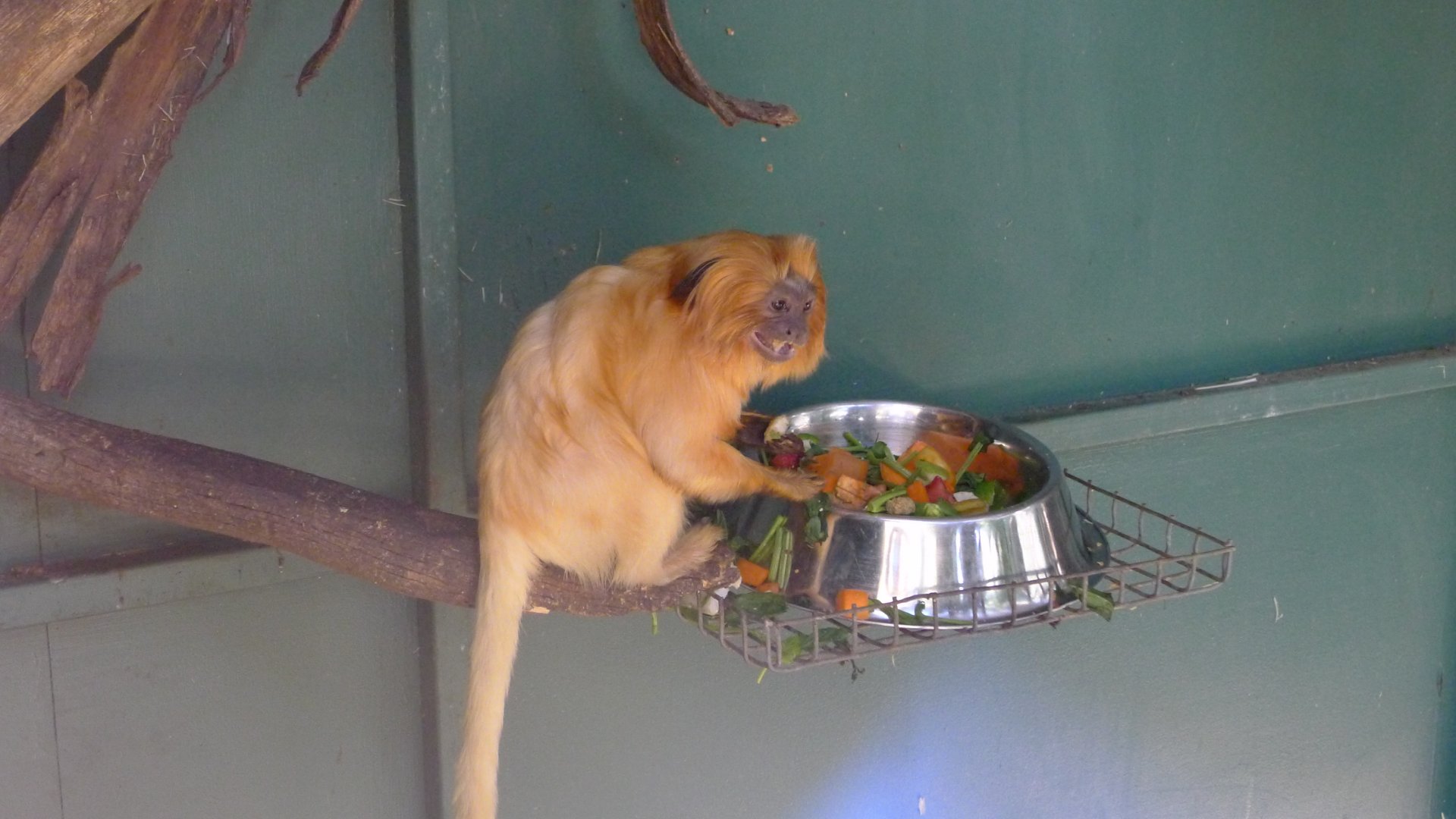 Halls Gap Zoo - Golden Lion Tamarin