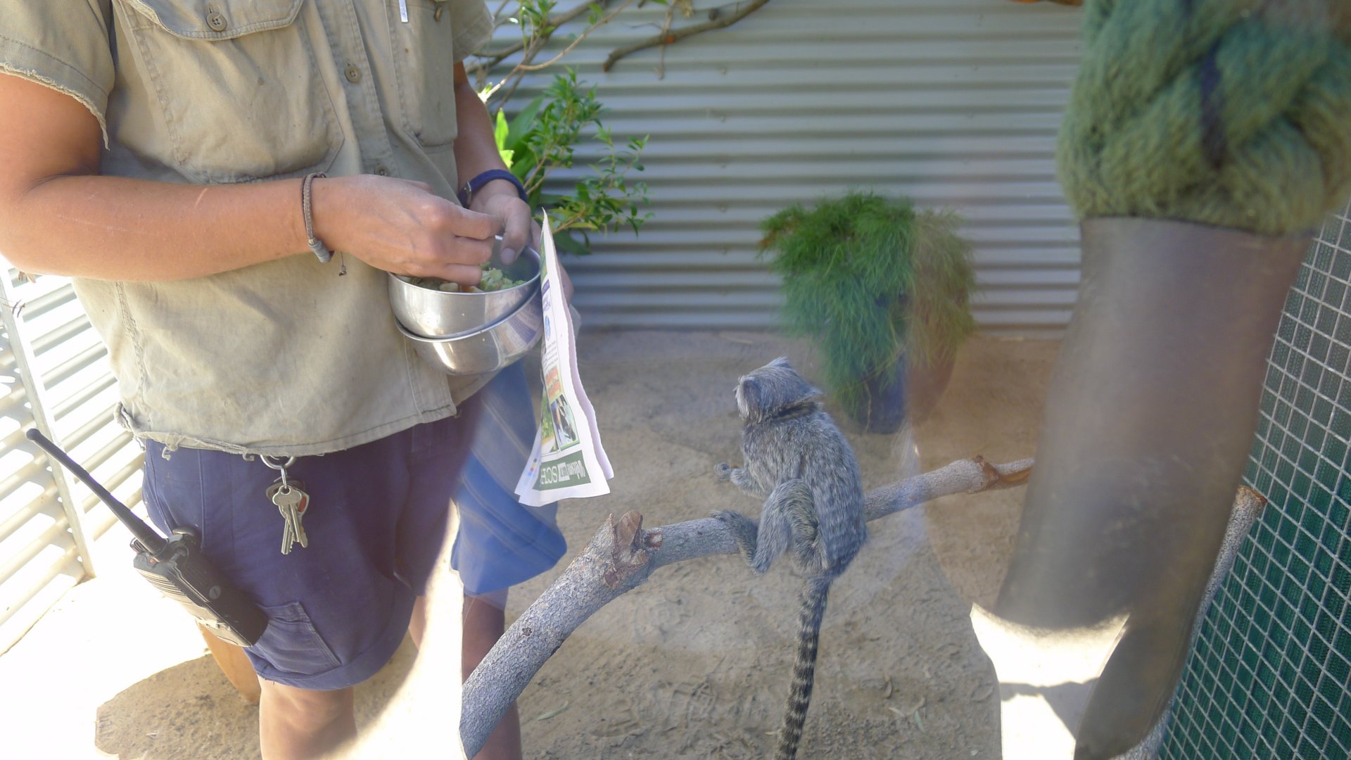 Halls Gap Zoo - keeper with common marmoset