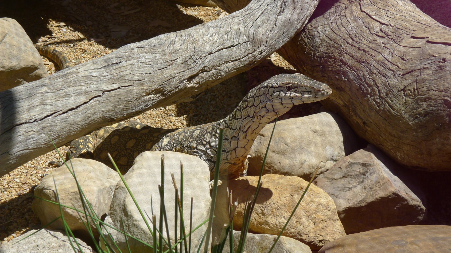 Halls Gap Zoo - lace moniter