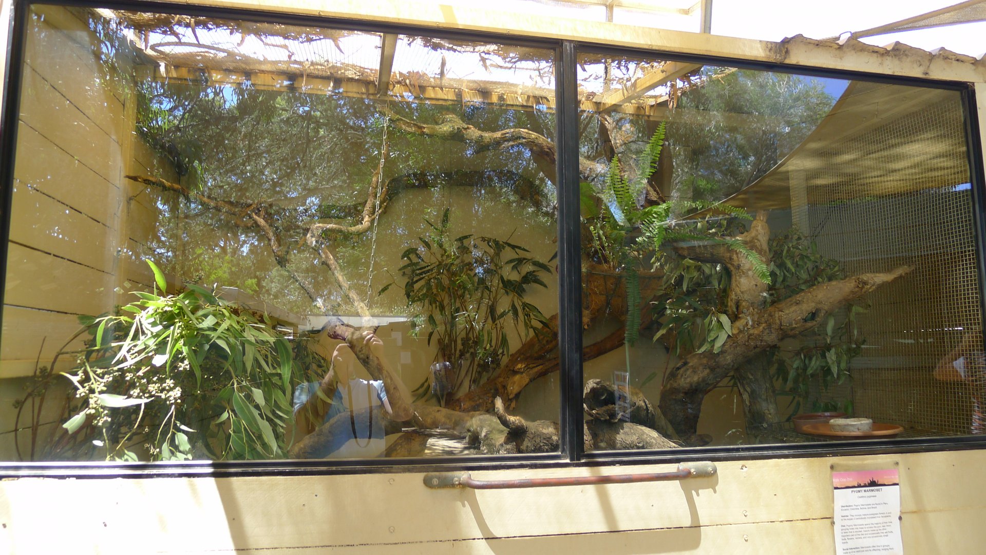 Halls Gap Zoo - miniture marmoset enclosure