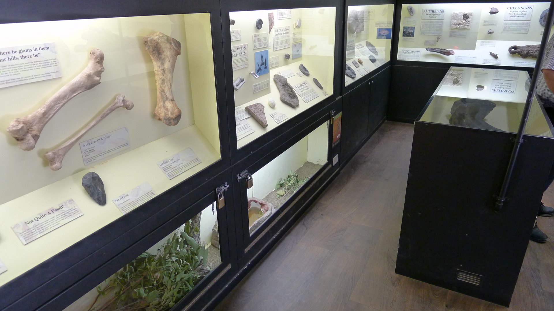 Halls gap zoo - Reptile/Fossel house