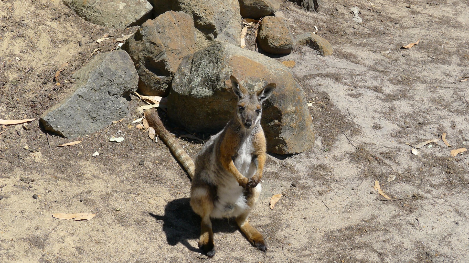 Halls Gap Zoo - rock wallaby