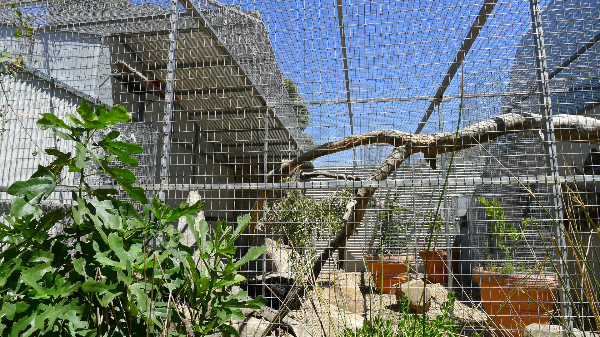 Halls Gap Zoo - Scarlet Macaw avairy