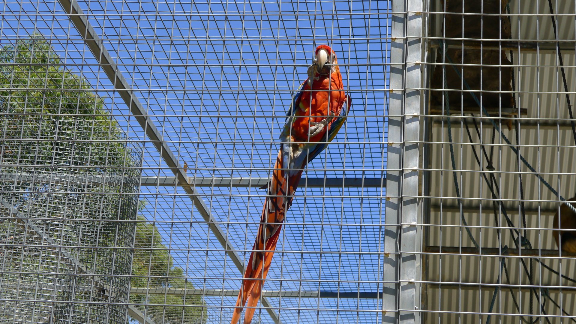 Halls Gap Zoo - Scarlet macaw