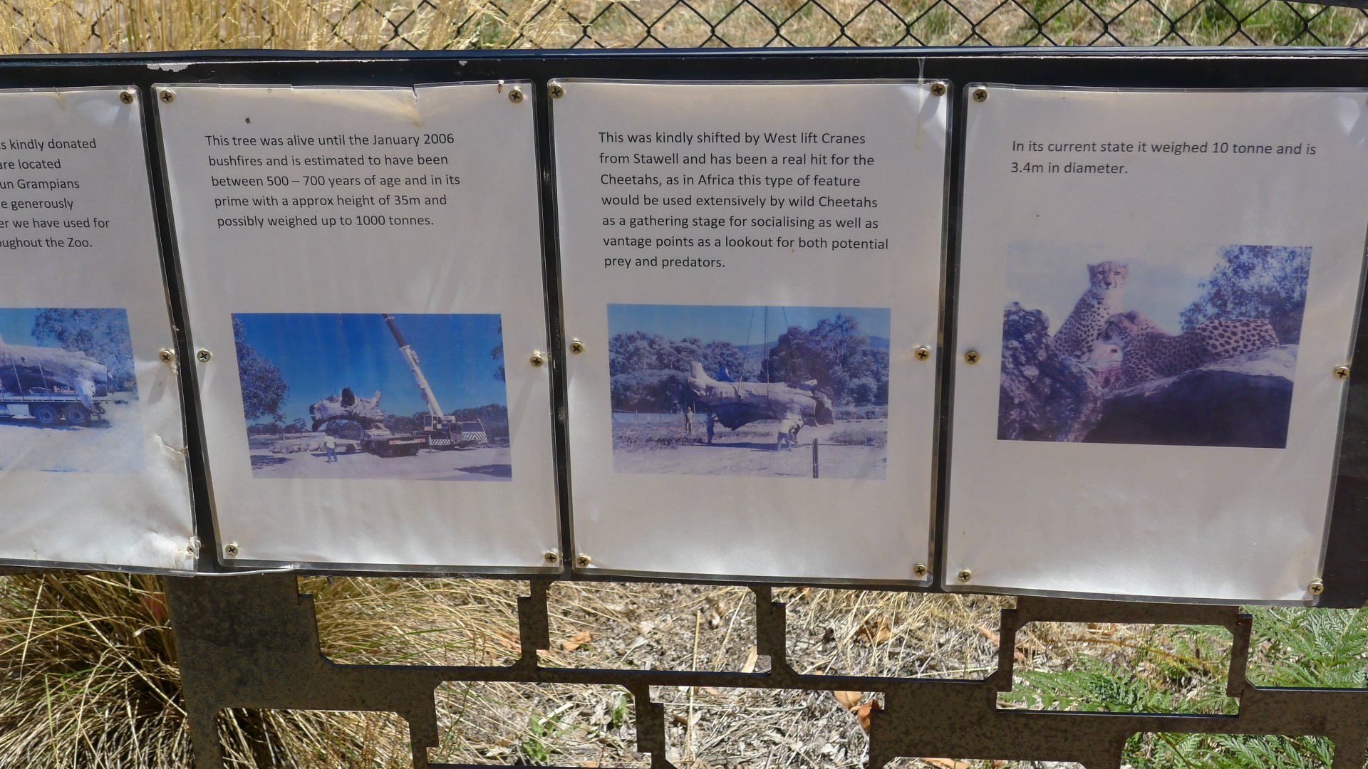 Halls Gap Zoo - sign explaining the log in cheeta enclosure