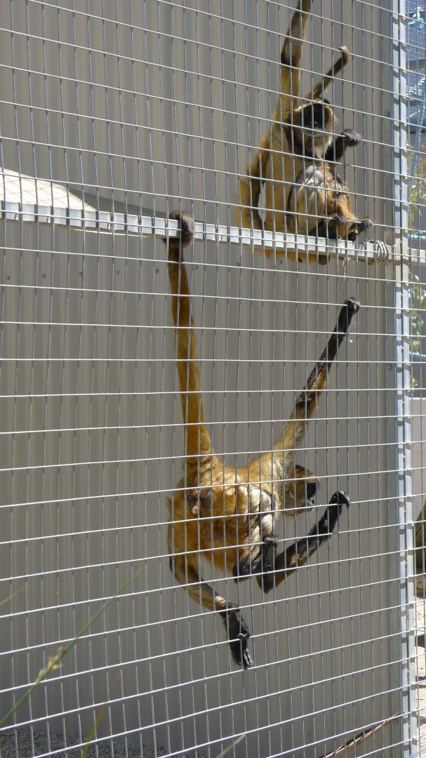 Halls Gap Zoo - Spider Monkeys