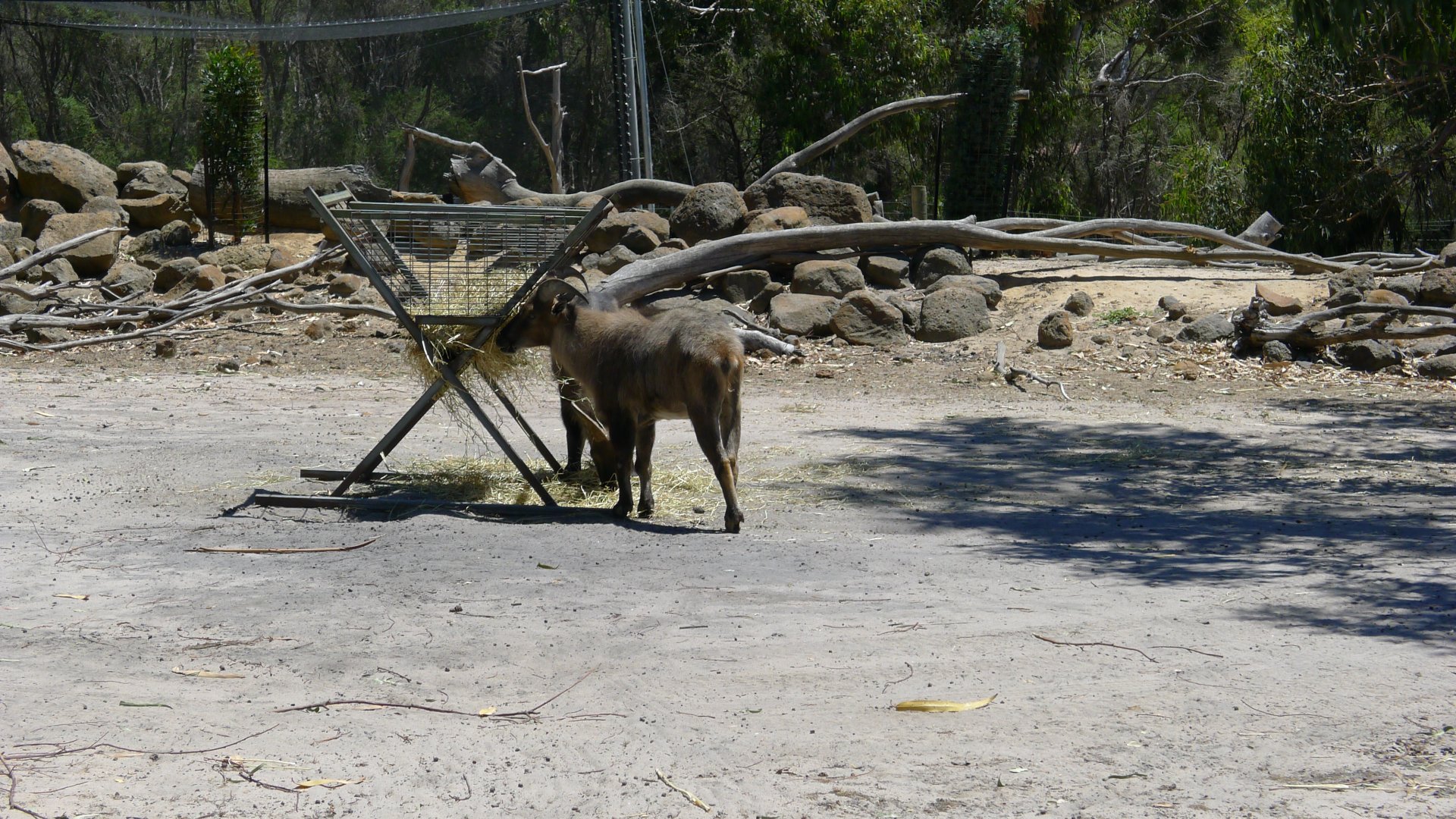 Halls Gap Zoo - Thar