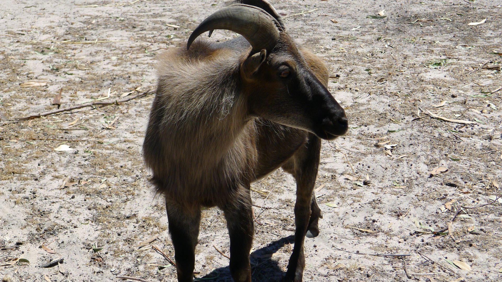 Halls Gap Zoo - Thar