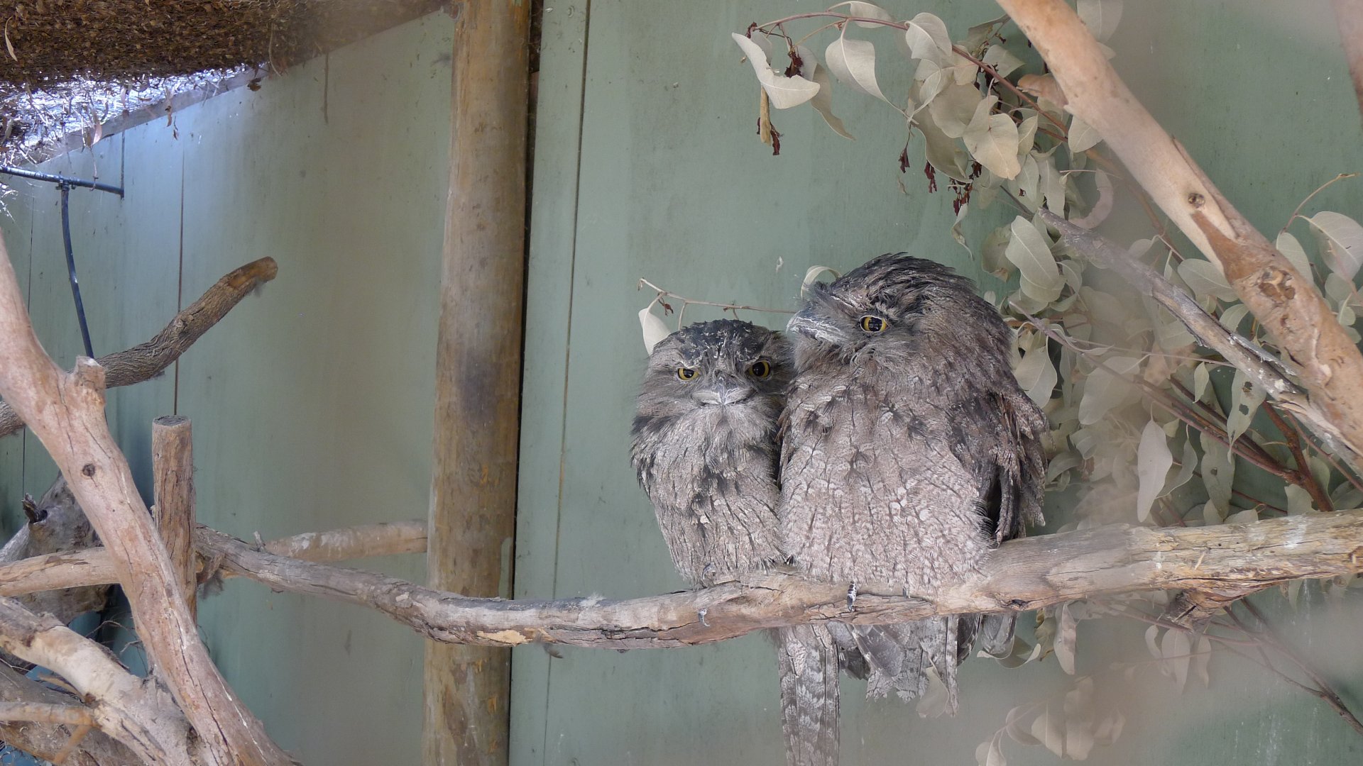 Halls Gap Zoo - Twany Frogmouths