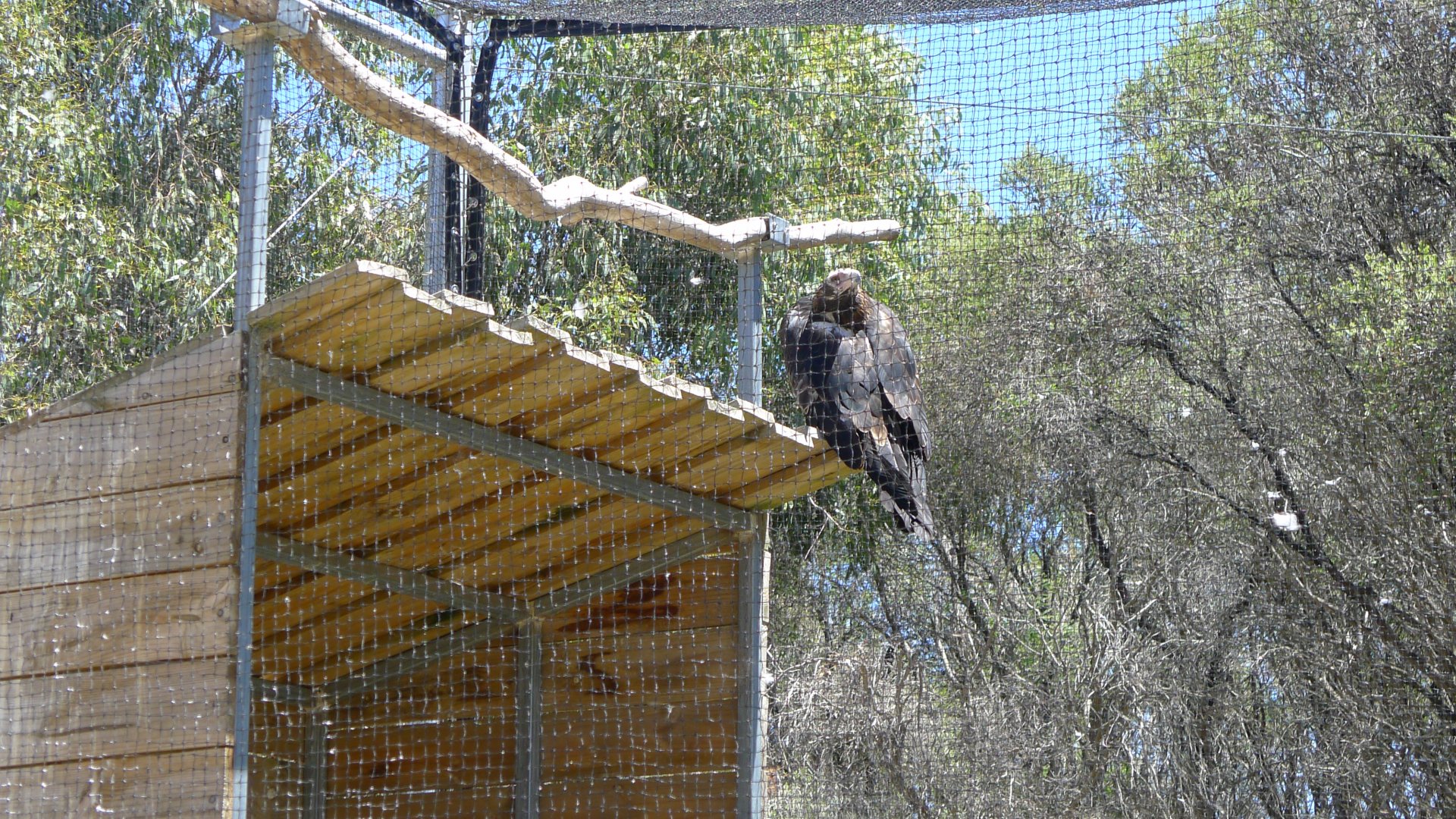 Halls Gap Zoo - Wedge tailed Eagle