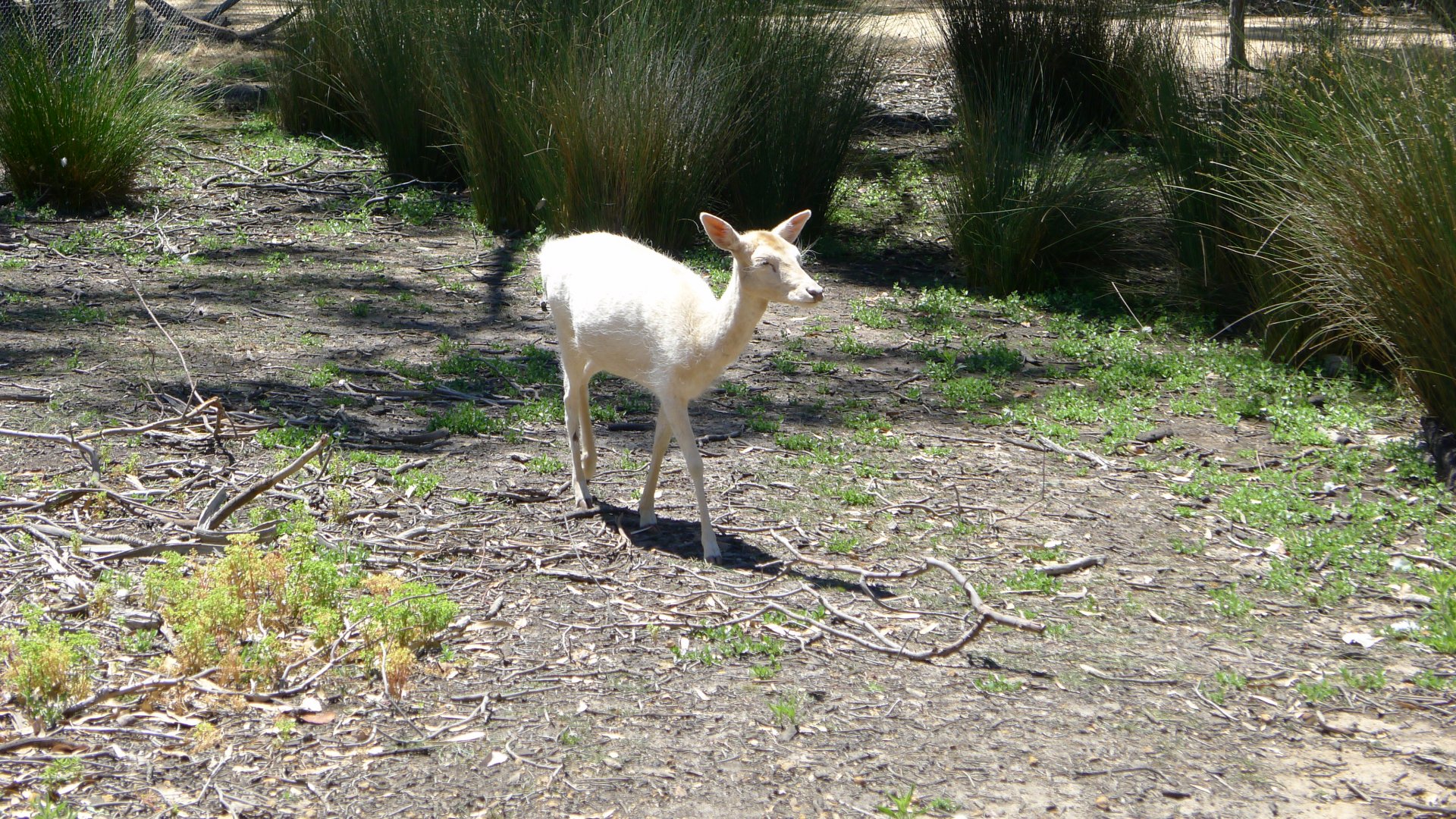Halls Gap Zoo - White Fallow deer