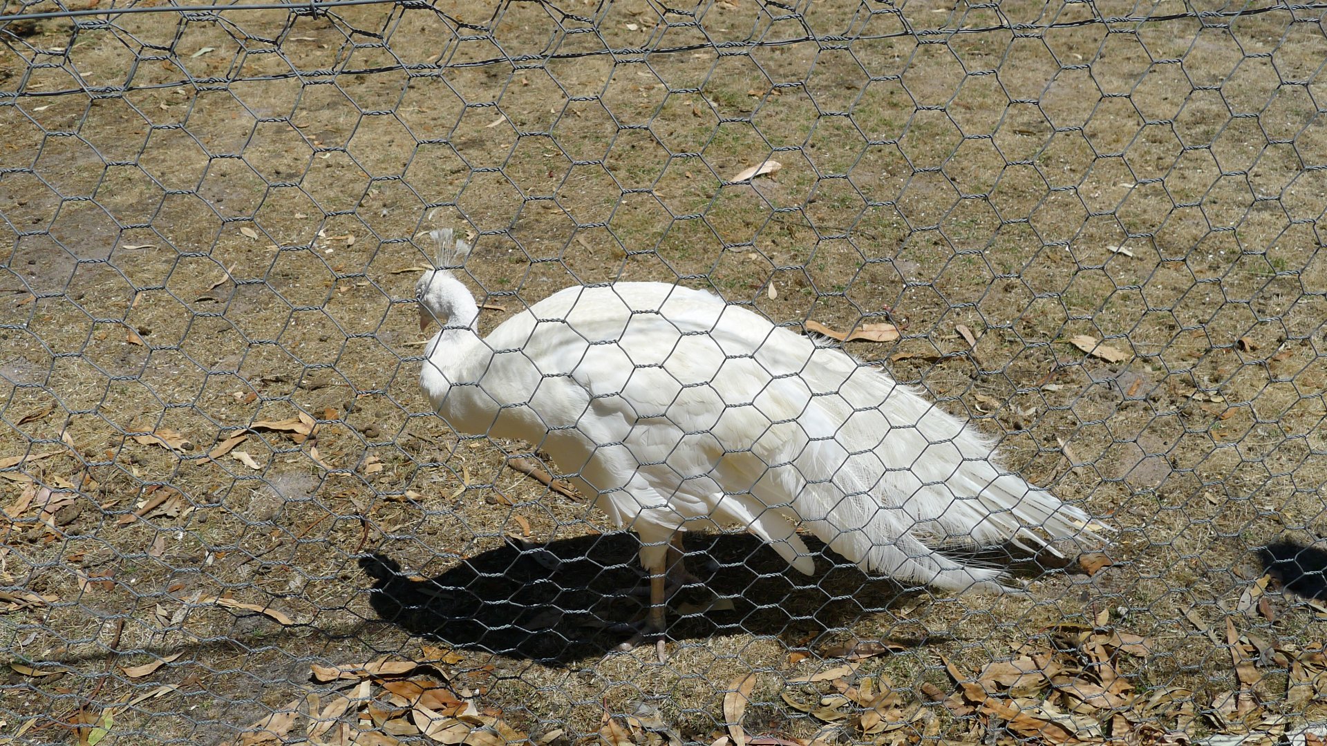 Halls Gap Zoo - White Peacock