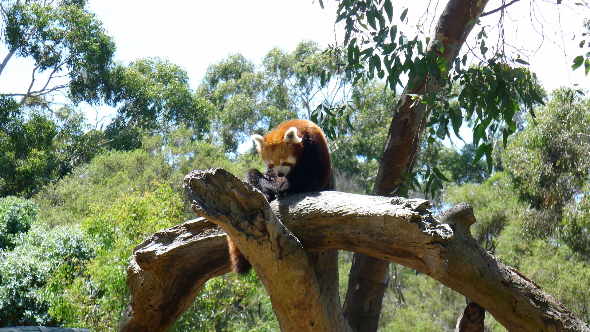 Halls Gap Zoo