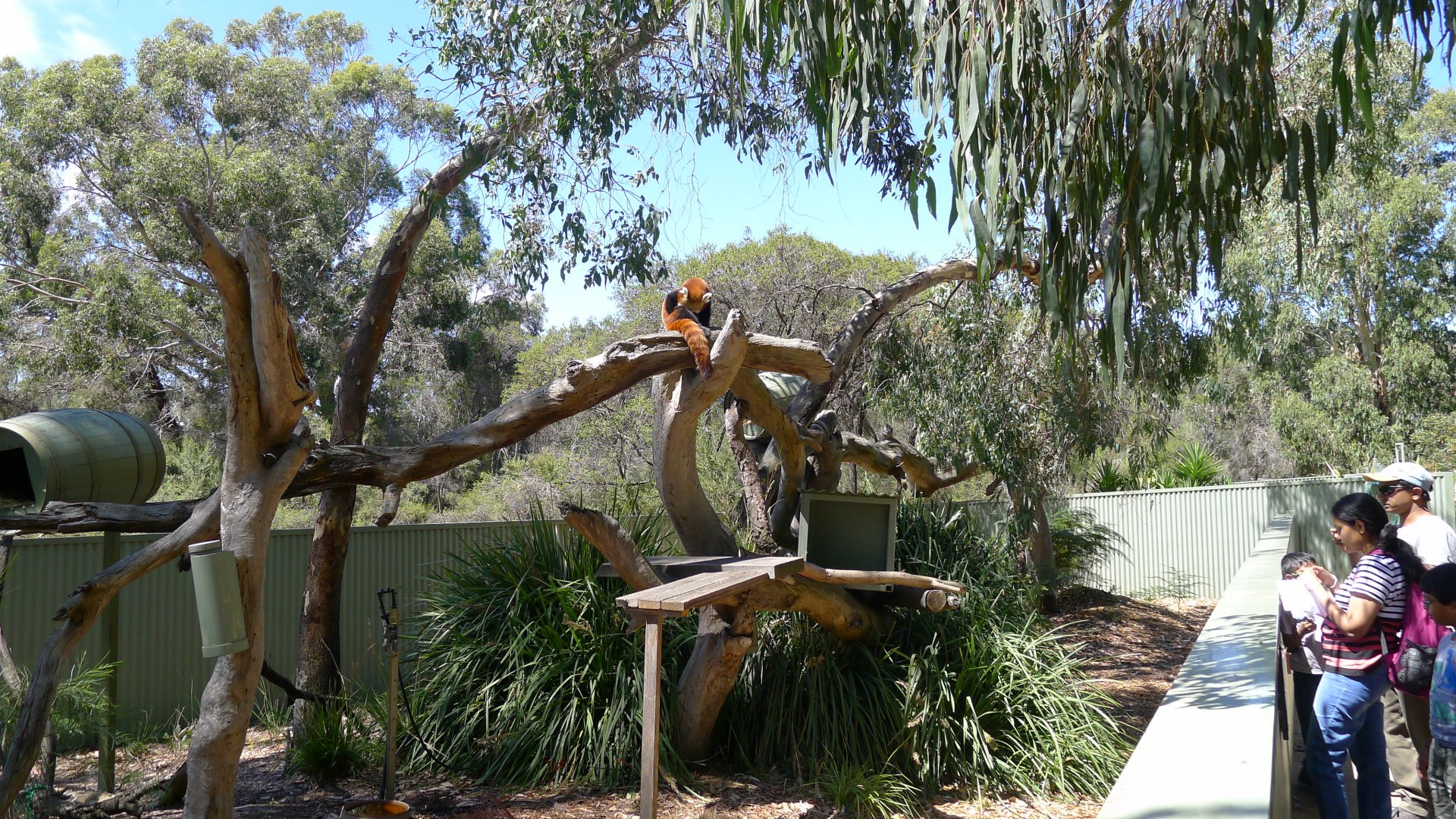 Halls Gap Zoo