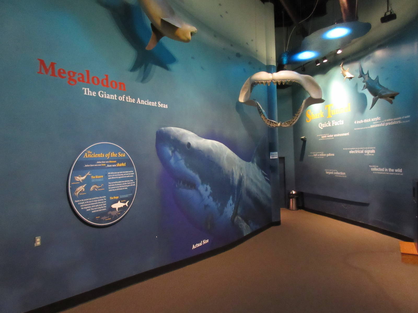 Hallway to Shark Adventure