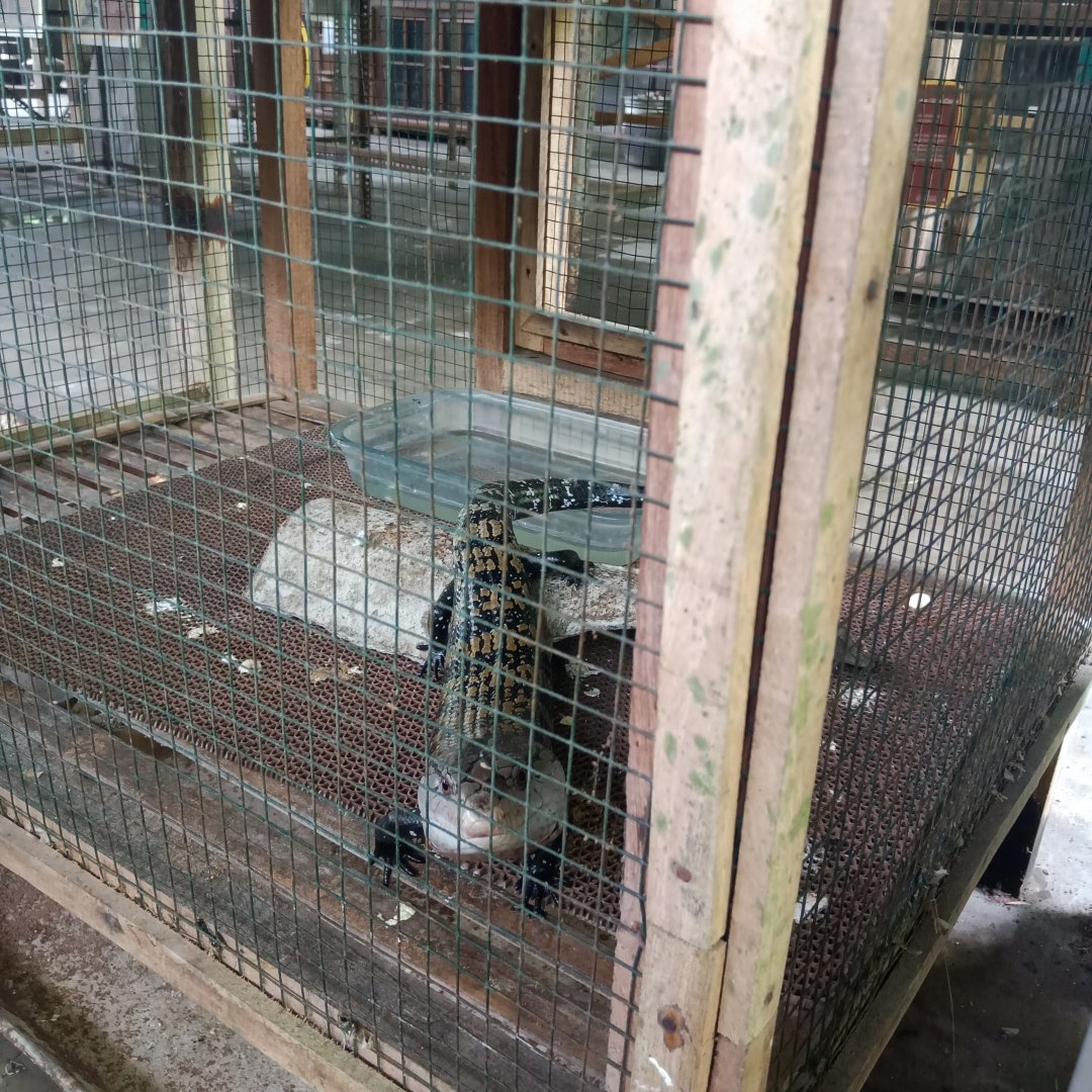 Halmahera blue-tongued skink (Tiliqua gigas gigas) - Sato Loka Resto & Conservation Park