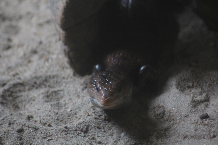 Halmahera blue-tongued skink (Tiliqua gigas gigas)