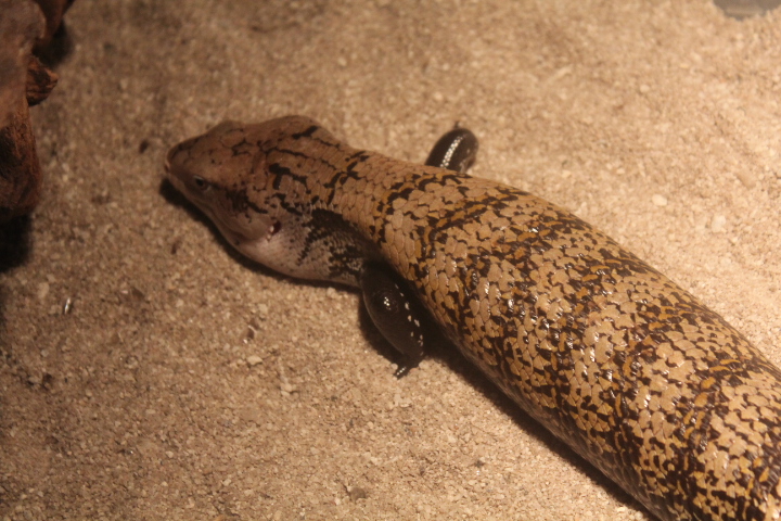 Halmahera blue-tongued skink (Tiliqua gigas gigas)