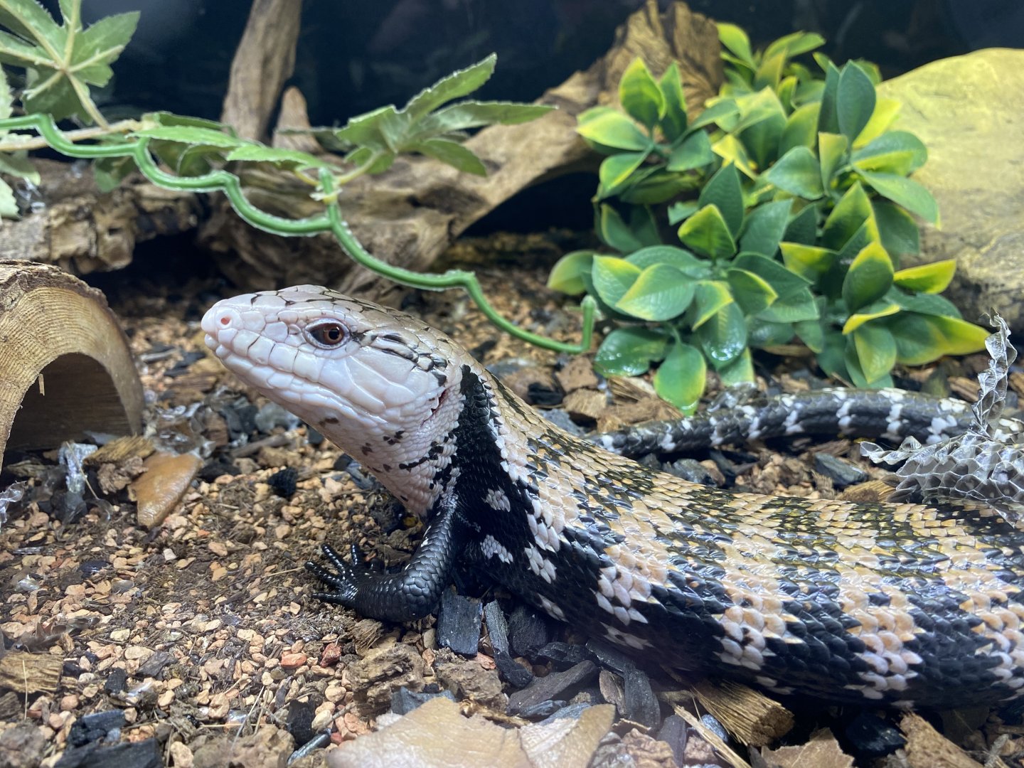 Halmahera Blue-tongued Skink