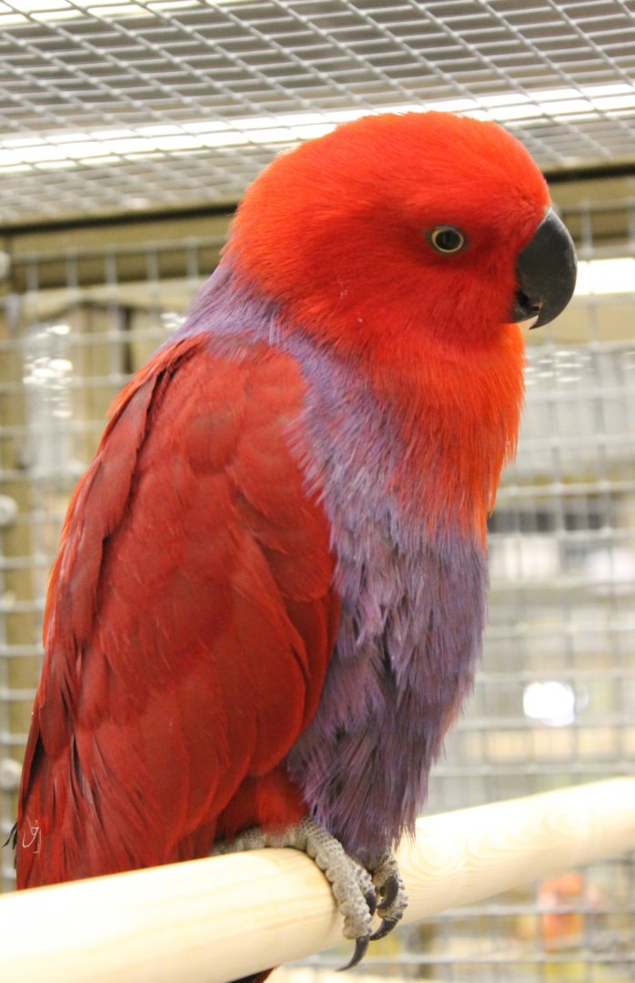 Halmahera eclectus - Female
