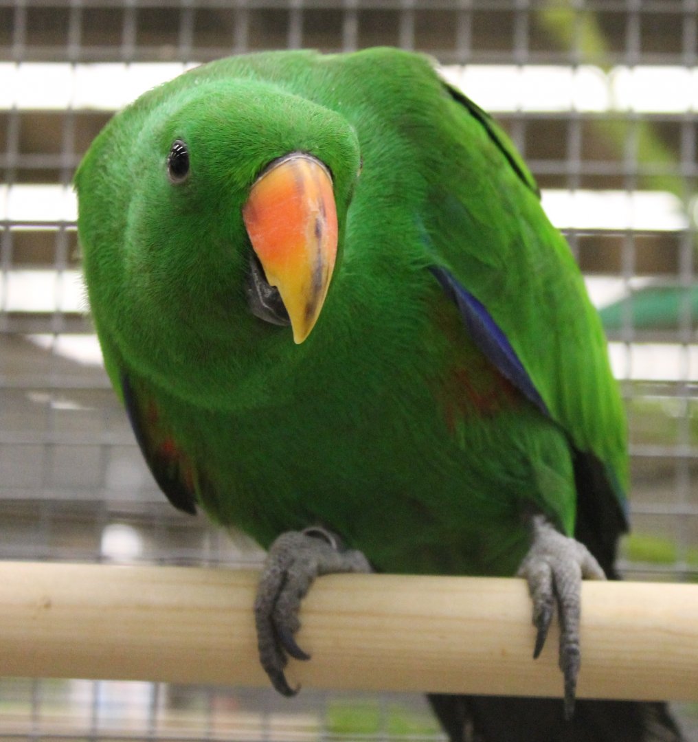 Halmahera eclectus - Male